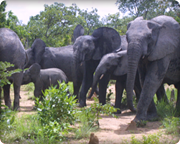 Famille d'eléphants